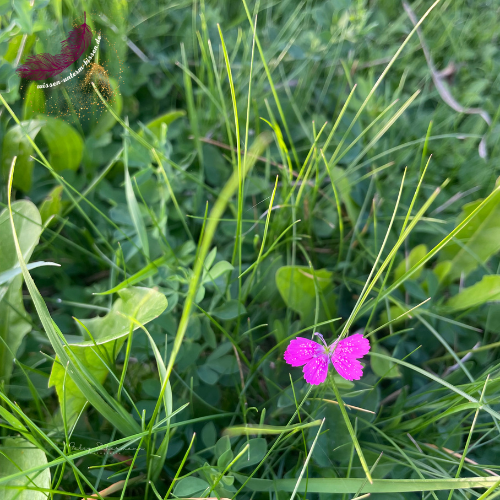 Eisame Blume in der Wiese