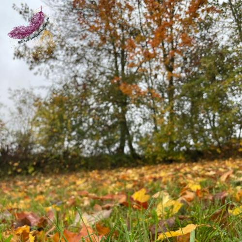 Laub Bäume Wiese