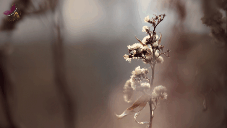 Portaltage & Energien im November 2025:  Bedeutung & passende ätherische Öle