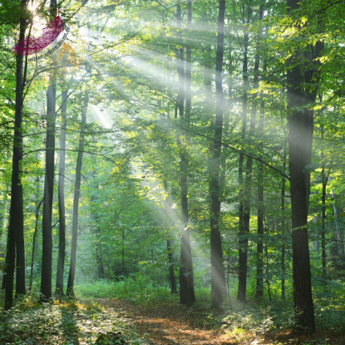 Wald und Licht