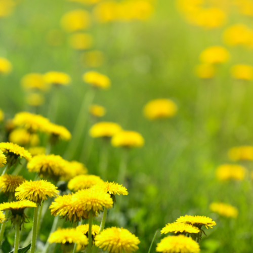 Löwenzahnwiese